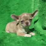 Chessie-male-chihuahua-puppy-for-sale-1 (3)