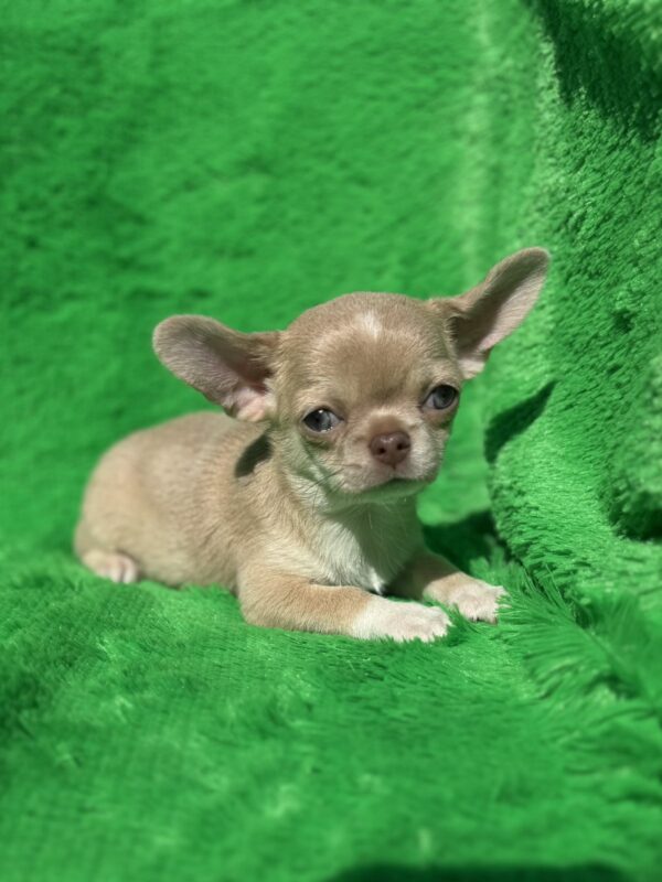 Chessie Chihuahua Chessie Chihuahua
