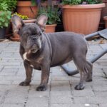 Chloe-female-french-bulldog-puppy-for-sale- (1)