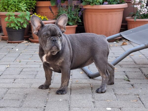Chloe French Bulldog Chloe French Bulldog