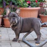 Chloe-female-french-bulldog-puppy-for-sale- (2)