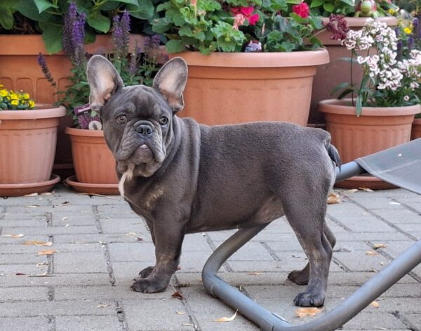 Chloe French Bulldog Chloe French Bulldog