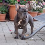Chloe-female-french-bulldog-puppy-for-sale- (3)