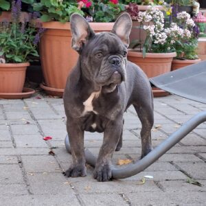 Chloe French Bulldog Chloe French Bulldog