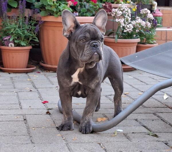 Chloe French Bulldog Chloe French Bulldog