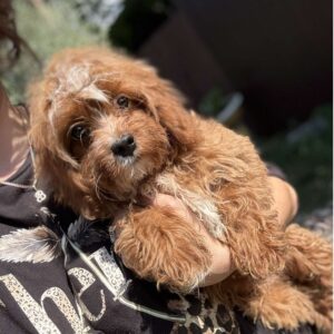 Cliff Cavapoo Cliff Cavapoo