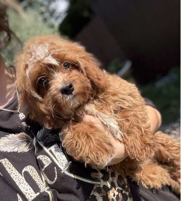 Cliff Cavapoo Cliff Cavapoo