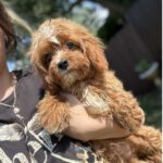 Cliff-male-cavapoo-puppy-for-sale-1 (2)