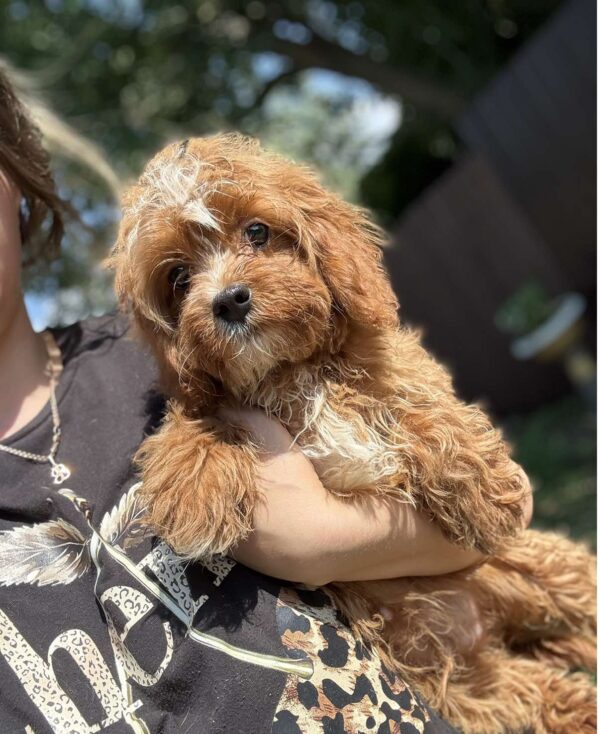 Cliff Cavapoo Cliff Cavapoo
