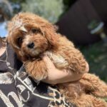 Cliff-male-cavapoo-puppy-for-sale-1 (3)