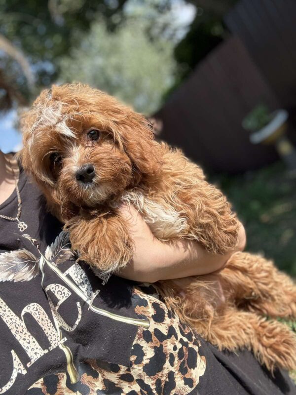 Cliff Cavapoo Cliff Cavapoo