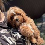 Cliff-male-cavapoo-puppy-for-sale-1 (4)
