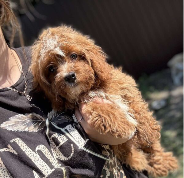 Cliff Cavapoo Cliff Cavapoo