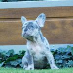 Coral-female-french-bulldog-puppy-for-sale- (1)