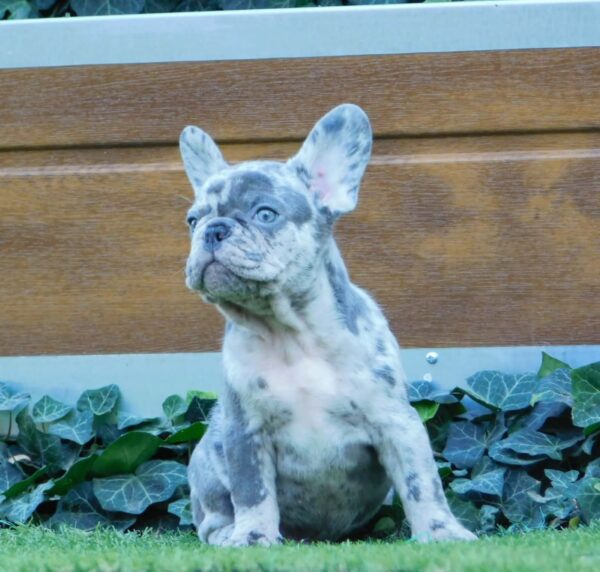 Zeus French Bulldog Zeus French Bulldog