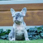 Coral-female-french-bulldog-puppy-for-sale- (2)