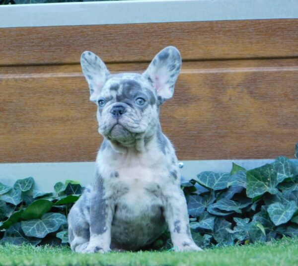 Zeus French Bulldog Zeus French Bulldog