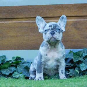 Zeus French Bulldog Zeus French Bulldog