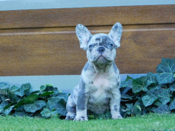 Zeus French Bulldog Zeus French Bulldog
