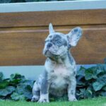 Coral-female-french-bulldog-puppy-for-sale- (4)