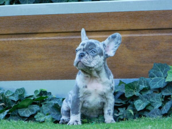 Zeus French Bulldog Zeus French Bulldog