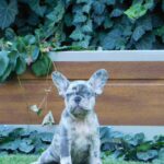 Coral-female-french-bulldog-puppy-for-sale- (5)