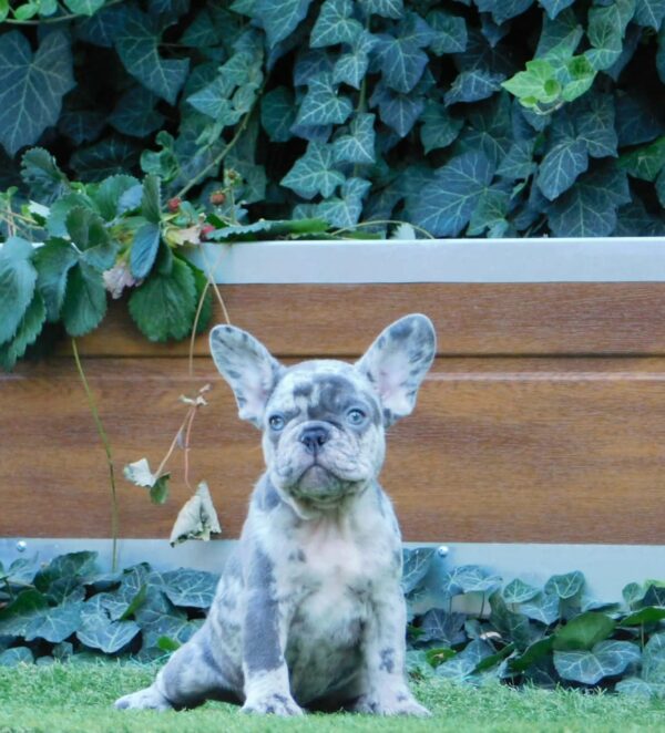 Zeus French Bulldog Zeus French Bulldog