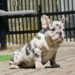 Corall-female-french-bulldog-puppy-for-sale- (1)