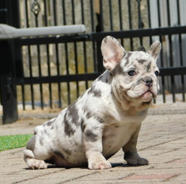 Corall French Bulldog Corall French Bulldog