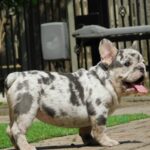 Corall-female-french-bulldog-puppy-for-sale- (2)