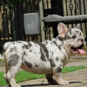 Corall French Bulldog Corall French Bulldog
