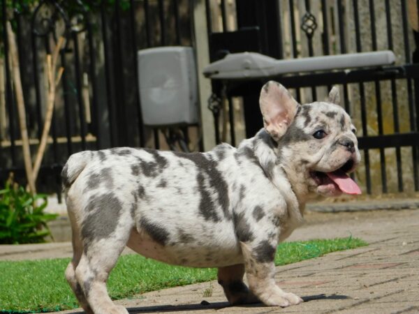 Corall French Bulldog Corall French Bulldog