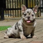 Corall-female-french-bulldog-puppy-for-sale- (3)