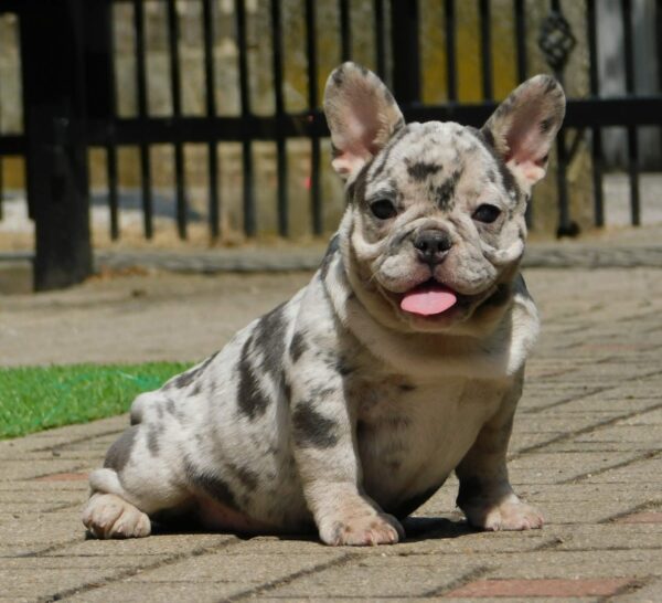 Corall French Bulldog Corall French Bulldog