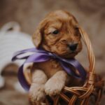 Dalia-female-cockapoo-puppy-for-sale- (1)