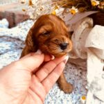 Dalia-female-cockapoo-puppy-for-sale- (1)