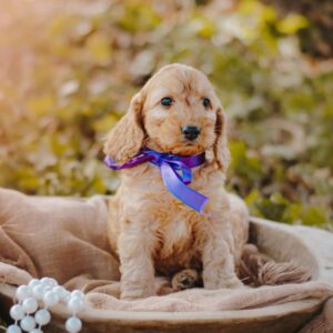Dalia Cockapoo Dalia Cockapoo