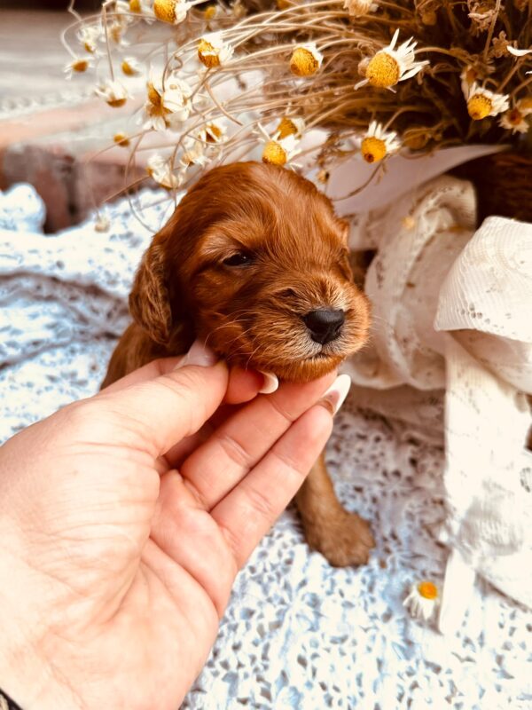 Dalia Cockapoo Dalia Cockapoo
