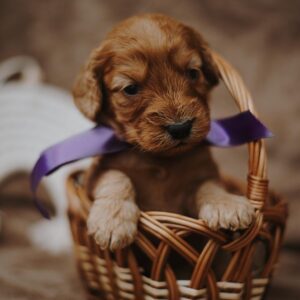 Dalia Cockapoo Dalia Cockapoo