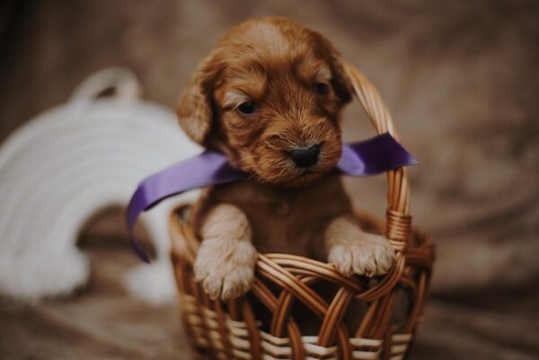 Dalia Cockapoo Dalia Cockapoo