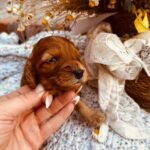 Dalia-female-cockapoo-puppy-for-sale- (2)