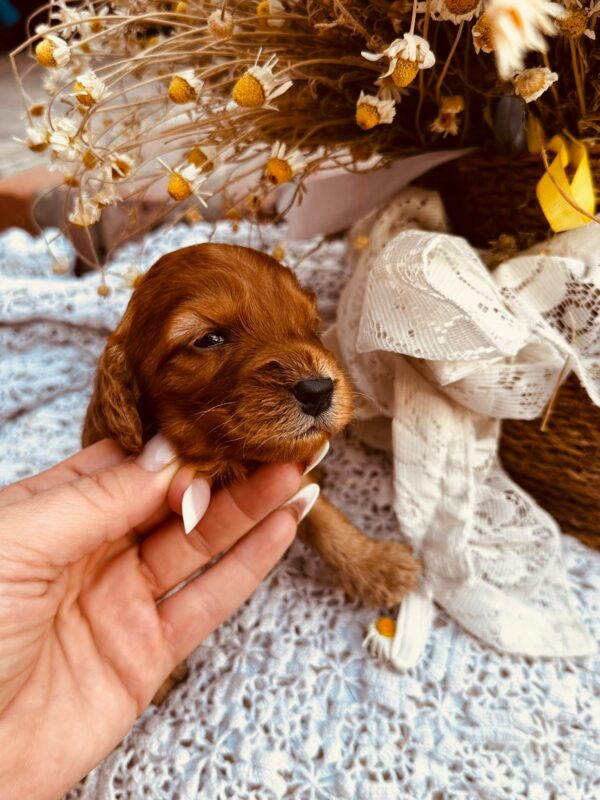 Dalia Cockapoo Dalia Cockapoo
