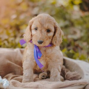 Dalia Cockapoo Dalia Cockapoo