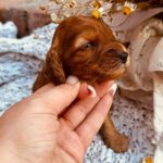 Dalia-female-cockapoo-puppy-for-sale- (3)