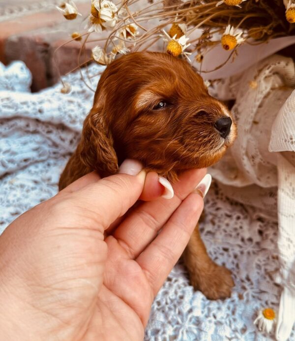Dalia Cockapoo Dalia Cockapoo
