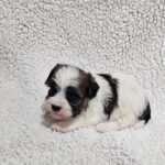 Dalida-female-havanese-puppy-for-sale- (1)
