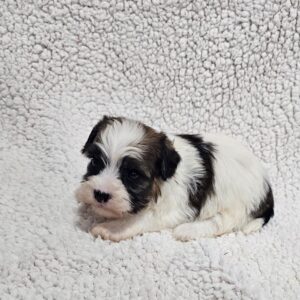 Dalida Havanese Dalida Havanese