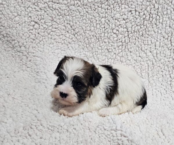 Dalida Havanese Dalida Havanese