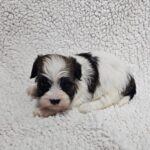 Dalida-female-havanese-puppy-for-sale- (2)