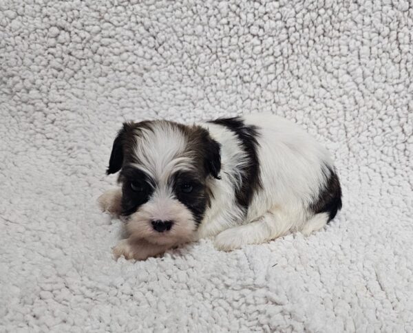 Dalida Havanese Dalida Havanese